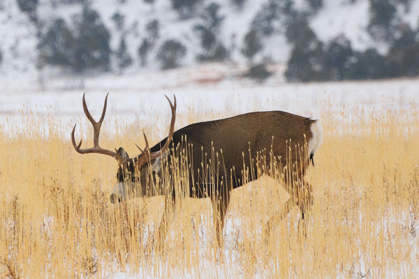 Locating Bucks During the Mule Deer Rut