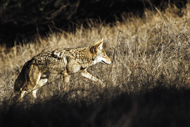 Are Eastern Coyotes Harder To Kill?
