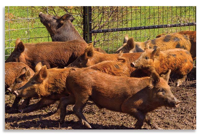How to Effectively Control Wild Hogs