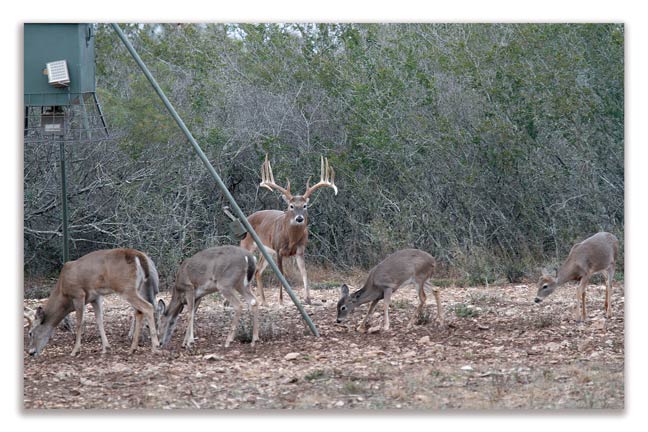 The Rise (and fall) Of The Whitetail Micro-Manager