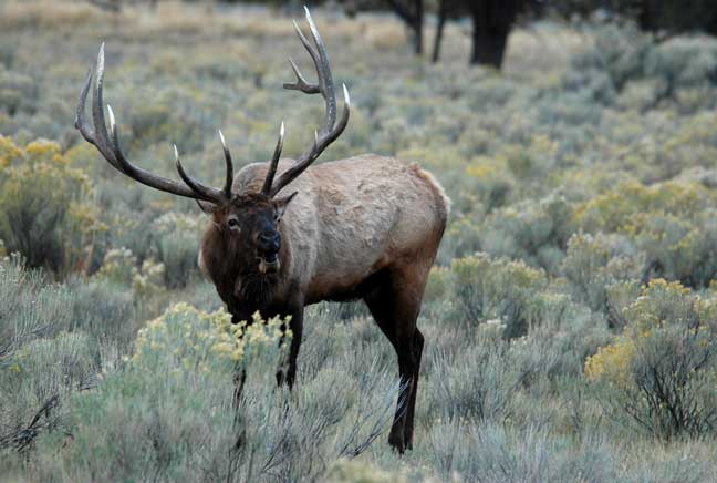 Montana's Best Hidden Gem for Elk and Deer Hunting