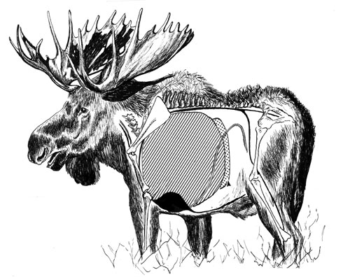Moose: Everything You Need to Know to Hunt Them