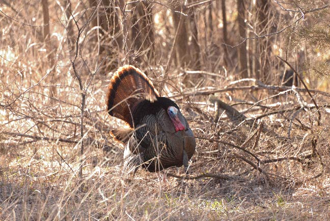 Deep-Woods Hunting For Pressured Turkeys