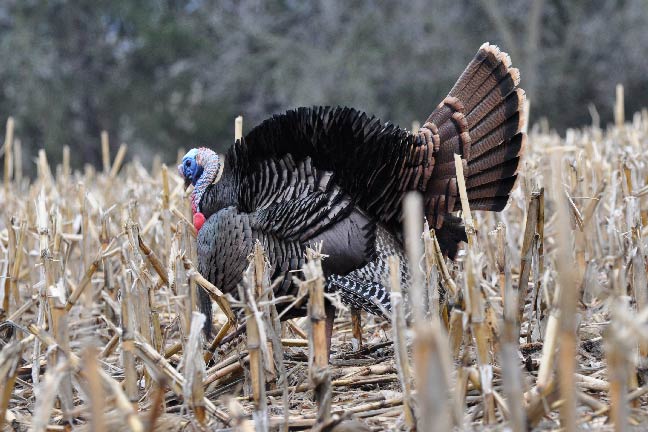5 of the Best States for Turkey Hunting
