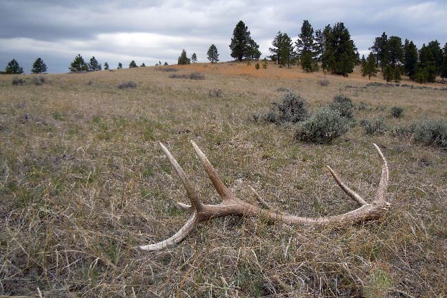 How Spring Elk Sheds Can Help Locate Your Next Trophy Bull