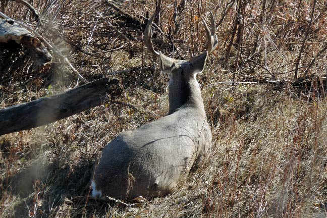 Mule Deer Photos Before and After