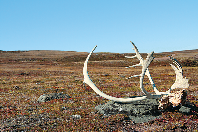 The Decline in Caribou Numbers and Hunting Opportunity